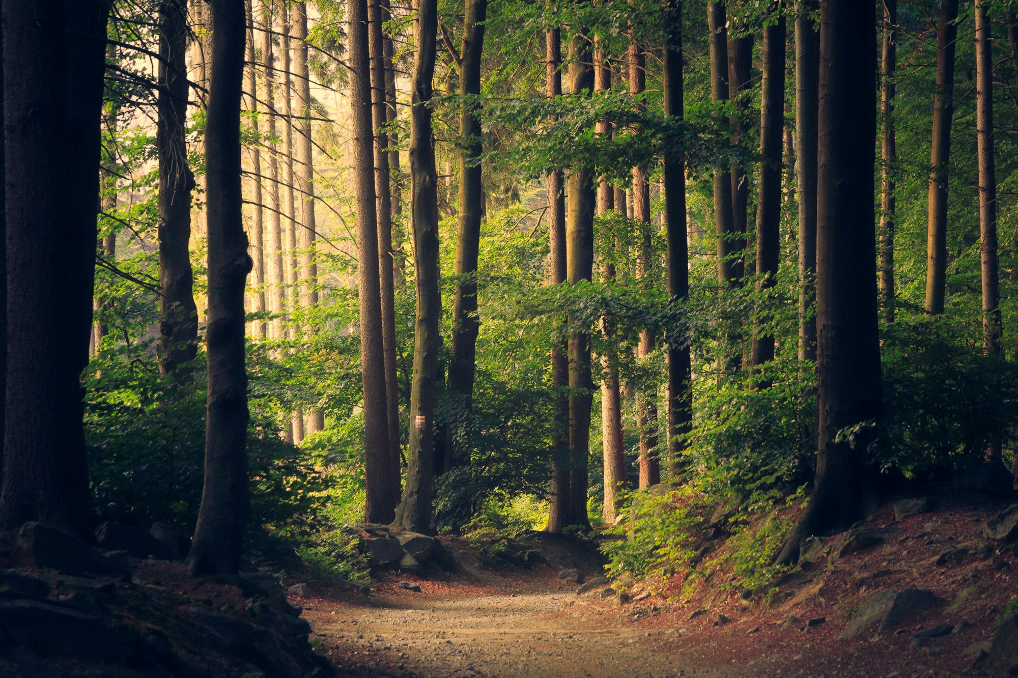 A sunlit path winding through a quiet forest